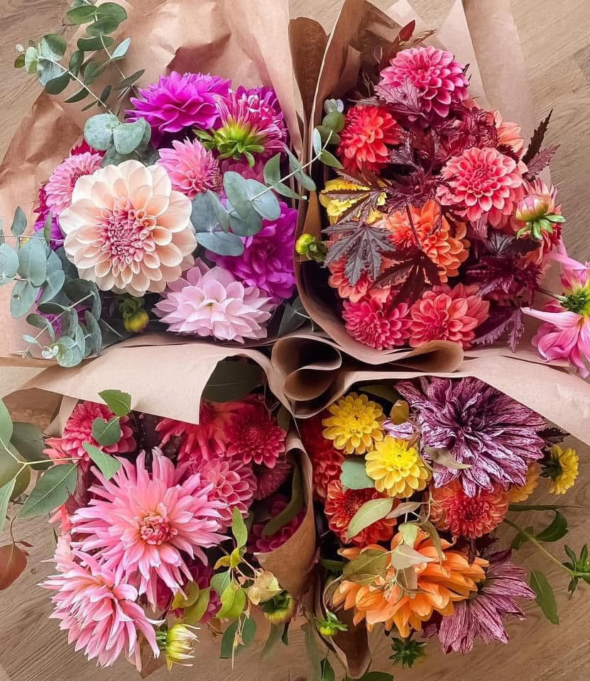 Four Weeks of Dahlias (September)
